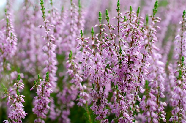 Kwitnący fioletowy wrzos pospolity, zbliżenie. Calluna vulgaris. Kwiaty w tle. Żywy różowy wrzos kwitnący na zewnątrz. Fioletowe kwiaty wrzosu z bliska. Wrzos pospolity, makro, tło.