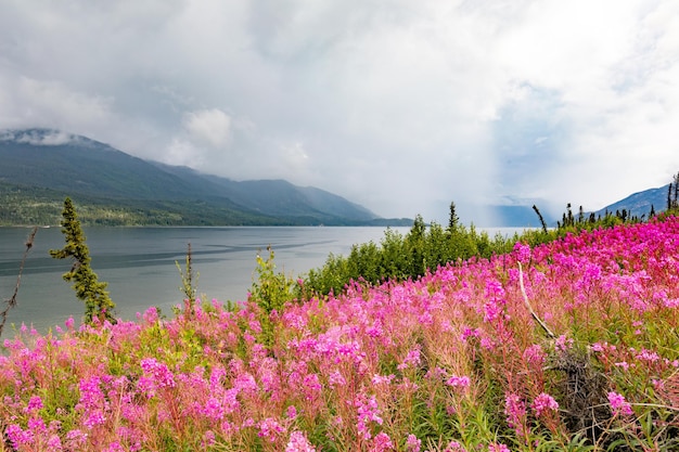 Kwitnący Fireweed w Little Salmon Lake YT w Kanadzie