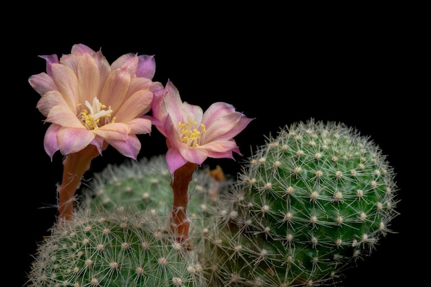 Kwitnący kaktus Kwitnie Rebutia Hybrid