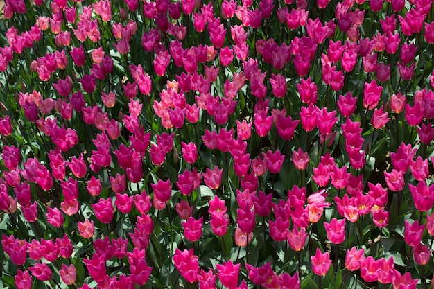 Kwitnący kolorowy tulipan kwitnie jako kwiecisty tło