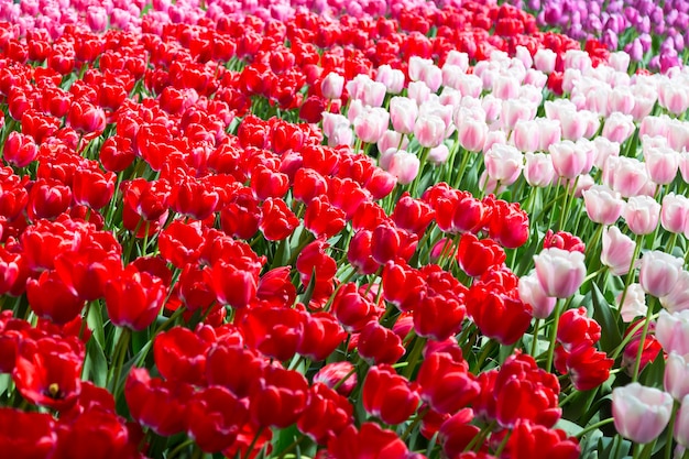 Kwitnący kolorowy tulipanu flowerbed kwiatu ogród w holandiach publicznie.