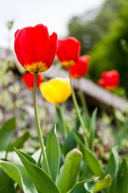 Kwitnący kolorowymi tulipanami