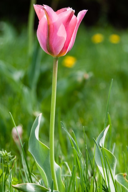 Kwitnący kolorowymi tulipanami