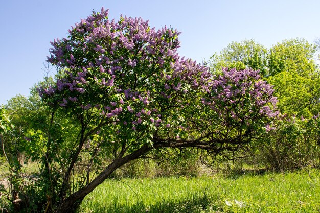 Zdjęcie kwitnący krzew bzu w ogrodzie