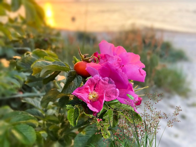 kwitnący krzew róż na pomarańczowy zachód słońca na plaży nad morzem natura krajobraz podróż do Estonii