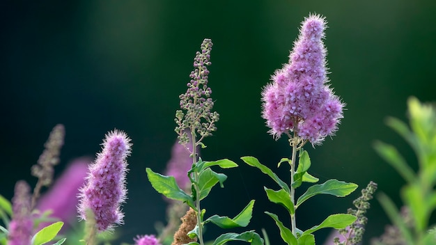 Kwitnący krzew Spiraea salicifolia Selective focus. Zbliżenie.