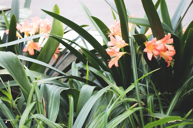 Kwitnący kwiat Clivia miniata Letnia kompozycja tropikalna