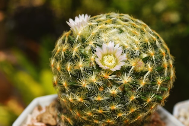 Kwitnący kwiat kaktusa Roślina deserowa Mammillaria Schiedeana Roślina kolczasta z zielonym cierniem