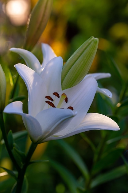 Kwitnący kwiat lilii z białymi płatkami w makrofotografii letniego słońca światła.