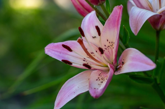 Zdjęcie kwitnący kwiat lilii z różowymi płatkami w letniej fotografii z bliska.