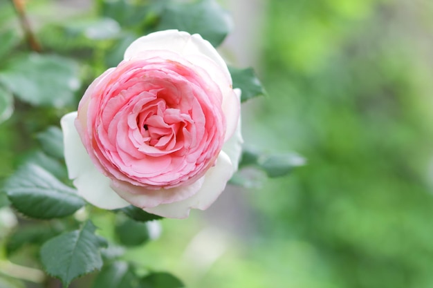 Kwitnący kwiat róży w ogrodzie róż na rozmytym tle Zbliżenie kwitnącego różowego kwiatu róży Otwórz niesamowicie piękną różową różę w ogrodzie
