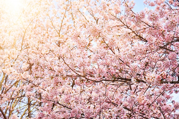 Kwitnący kwiat wiśni sakura