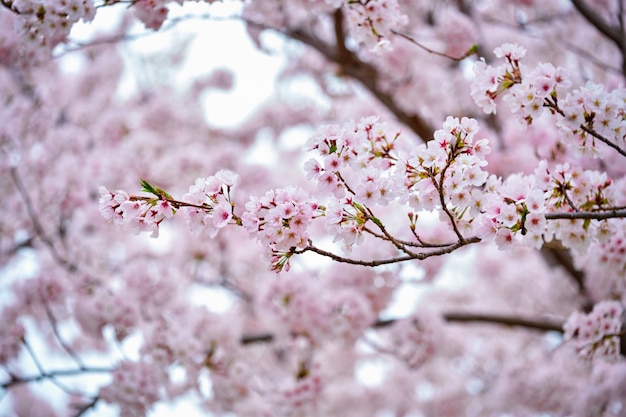 Kwitnący Kwiat Wiśni Sakura