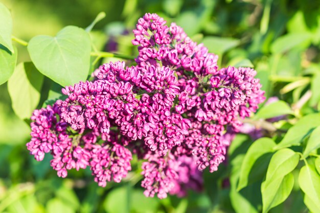 Kwitnący liliowy w ogrodzie botanicznym