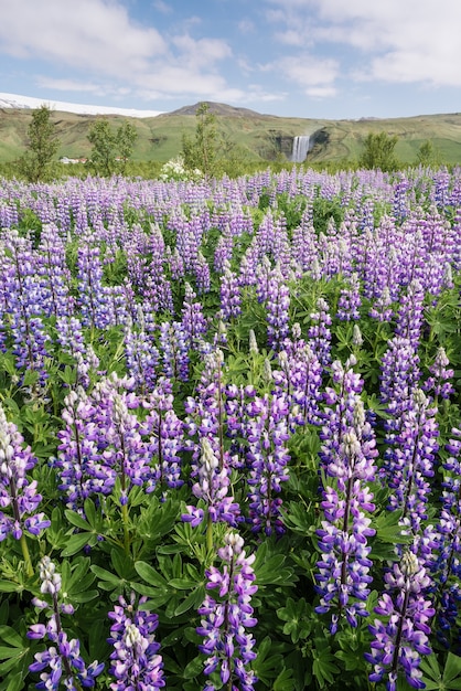 Kwitnący łubin i wodospad Skogafoss, Islandia. Typowy islandzki krajobraz. Słoneczny letni dzień