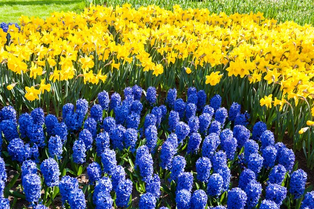 Kwitnący Niebieski Hiacynt I żółty Narcyz Z Bliska. Piękna Wiosenna Natura