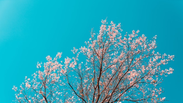 Kwitnący Perasus cerasoides różowe kwiaty na drzewie z błękitnego nieba.