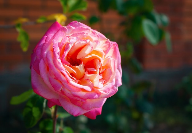 Kwitnący piękny bujny różowy pąk róży w ogrodzie z bliska