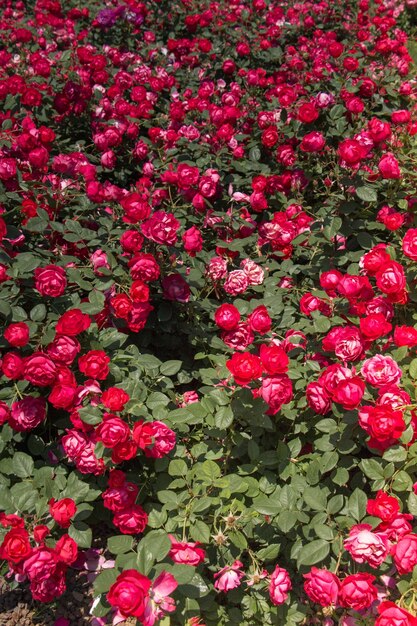 Kwitnący piękny bukiet róż w wiosennym ogrodzie