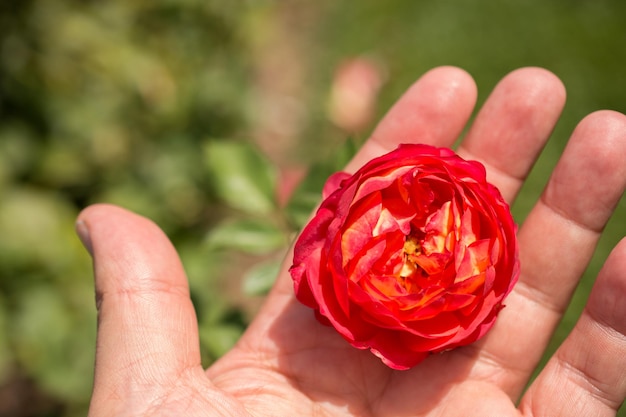 Kwitnący piękny kolorowy pąk róży w dłoni
