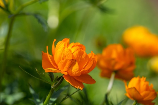 Kwitnący pomarańczowy kwiat trollius na zielonym tle w słoneczny dzień fotografia makro