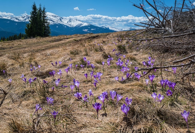 Kwitnący purpurowy fiolet Krokus heuffelianus Krokus vernus alpejskie kwiaty na wiosnę Karpacki górski płaskowyż Ukraina