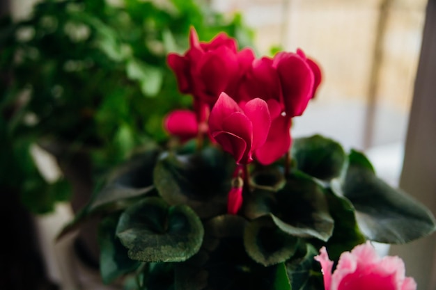 Kwitnący różowo-czerwony cyklamen lub fiołek alpejski Rośliny domowe