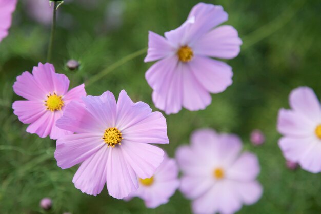 Kwitnący różowy kosmos ogrodowy (Cosmos bipinnatus) kwiaty na łące. Nieostrość