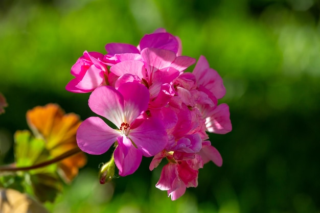 Kwitnący różowy kwiat pelargonii na zielonym tle w letniej fotografii makro