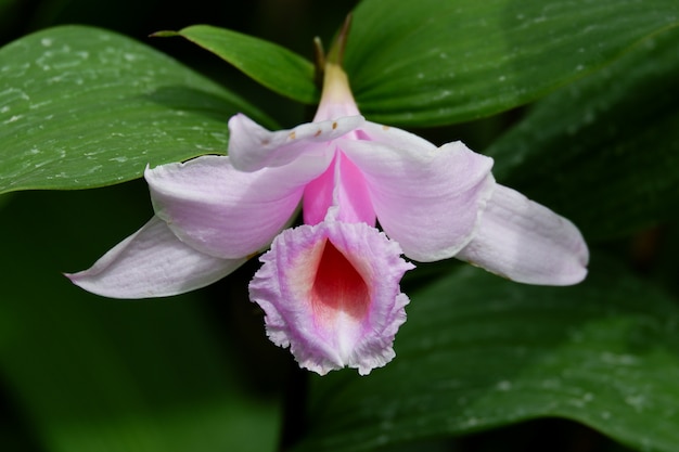 Kwitnący różowy storczykowy kwiat. (Sobralia decora)