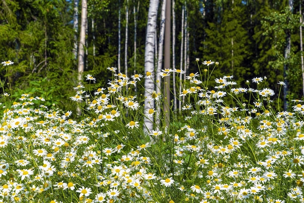 Kwitnący rumianek na leśnej polanie letnim kwiatowym naturalnym tle