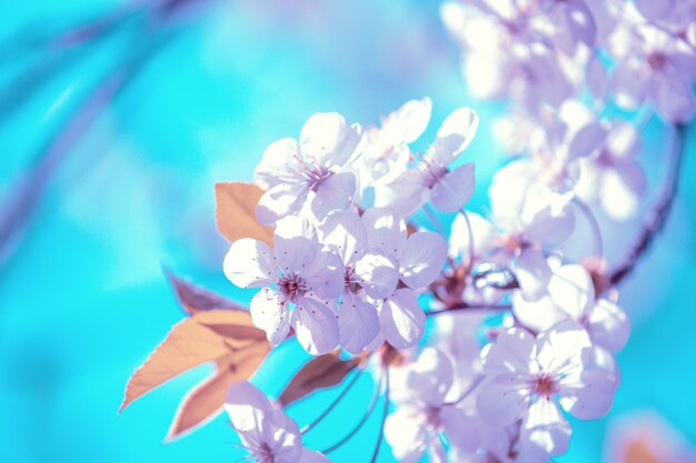 Kwitnący sad Gałąź drzewa wiśniowego z kwiatami w słoneczny wiosenny dzień