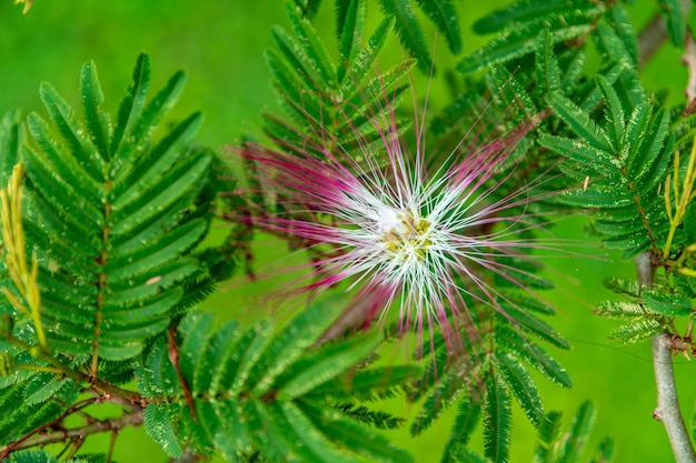 Kwitnący tropikalny krzew calliandra w przyrodzie