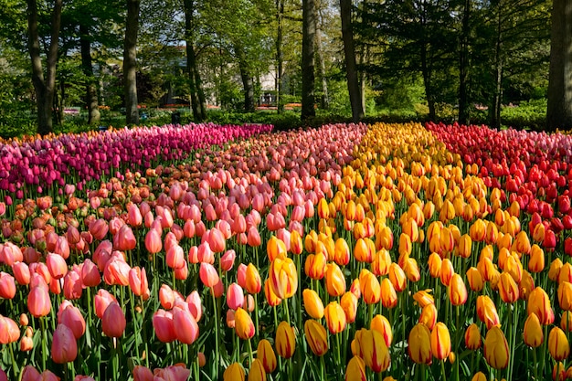 Kwitnący tulipany w kwietniku w ogrodzie kwiatowym Keukenhof, Holandia