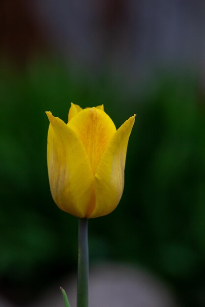 Kwitnący żółty kwiat tulipana na ciemnozielonym tle w letni dzień fotografia makro