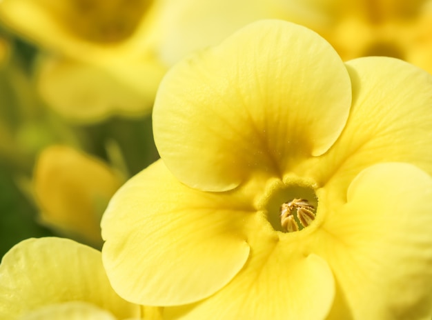Kwitnący żółty Pierwiosnek W Wiosennym Ogrodzie