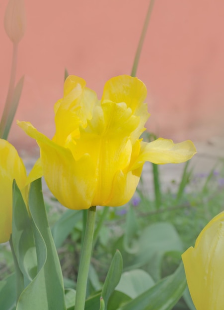 Kwitnący żółty Tulipan Golden Parade Zbliżenie