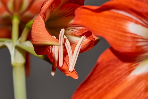 Zdjęcie kwitnie hippeastrum hippeastrum lat hippeastrum to rodzaj roślin z rodziny amarylis