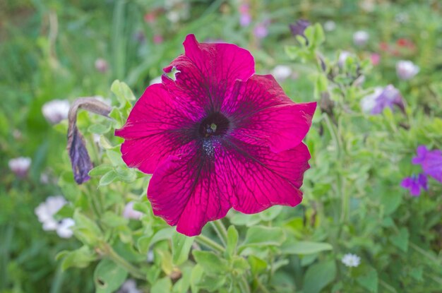 Kwitnie kwiaty petunii Czerwona petunia kwitnąca w ogrodzie