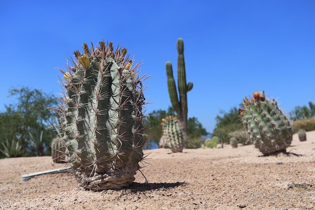 Kwitnie Melocactus lazurowy