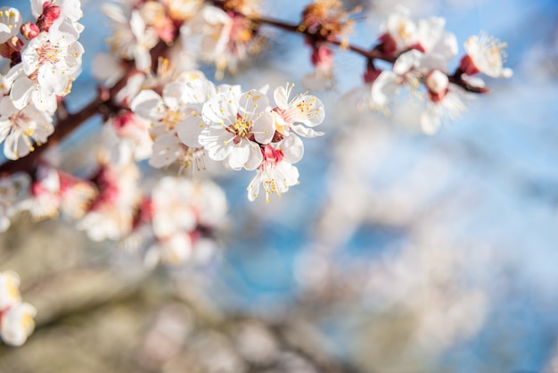 Kwitnie na tle niewyraźne natura. Wiosenne kwiaty. Tło wiosna z jasnoniebieskim bokeh