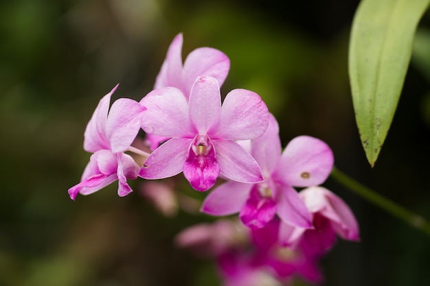 Kwitnie naturę, Zamyka up orchidee w naturze plenerowej.