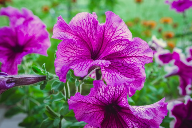 Kwitnie petunii w flowerbed na tle zielonej trawy zakończenie z kopii przestrzenią