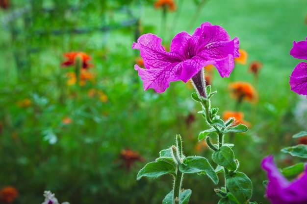 Kwitnie petunii w flowerbed na tle zielonej trawy zakończenie z kopii przestrzenią