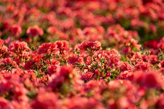 Kwitnie Różowy Geranium.