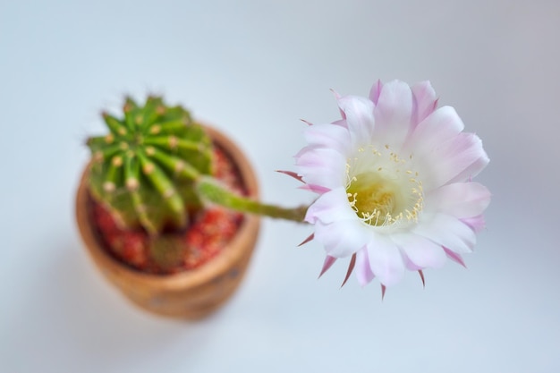 Kwitnie różowy kaktus