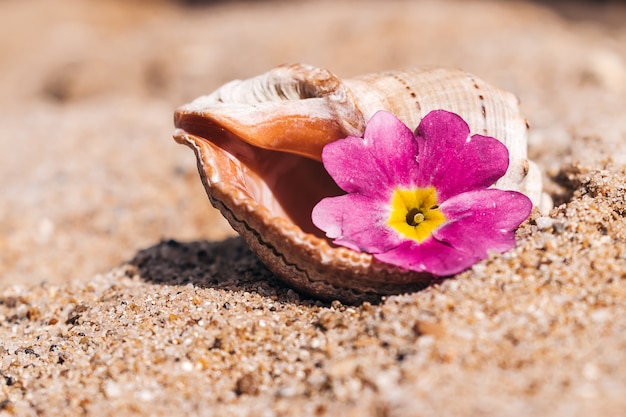 Kwitnie w pustej seashell na piasku.