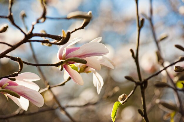 Kwitnienie białych kwiatów magnolii wiosną