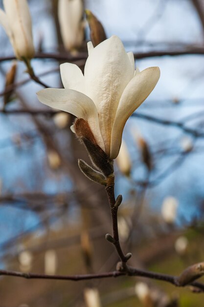 Kwitnienie Białych Kwiatów Magnolii Wiosną