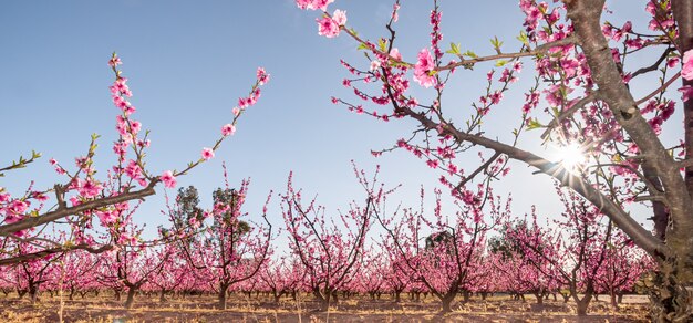 Kwitnienie brzoskwini o zmierzchu na plantacji uprawianej w Hiszpanii Prunus Persica Rosaceae